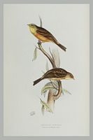 Bruant ortolan. Gravure Gould. Cliquer pour agrandir l'image.