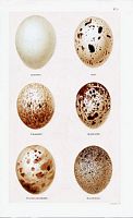 Busards. Oeufs. Cliquer pour agrandir l'image.
