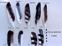 Busards. Plumes de mâles. Cliquer pour agrandir l'image.