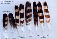 Busards. Plumes de femelle. Cliquer pour agrandir l'image.