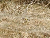 Chardonneret élégant. Mangeant carline commune, Puy des Gouttes. Cliquer pour agrandir l'image.