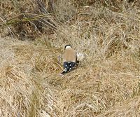 Chardonneret élégant. Mangeant carline commune, Puy des Gouttes. Cliquer pour agrandir l'image.