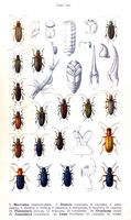 Chrysomelidés. Planche d'identification Reitter. Cliquer pour agrandir l'image.