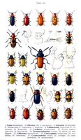 Chrysomelidés. Planche d'identification Reitter. Cliquer pour agrandir l'image.