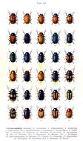 Chrysomelidés. Planche d'identification Reitter. Cliquer pour agrandir l'image.