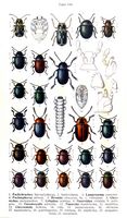 Chrysomelidés. Planche d'identification Reitter. Cliquer pour agrandir l'image.