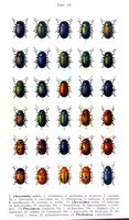 Chrysomelidés. Planche d'identification Reitter. Cliquer pour agrandir l'image.