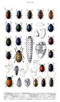 Chrysomelidés. Planche d'identification Reitter. Cliquer pour agrandir l'image.