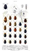 Chrysomelidés. Planche d'identification Reitter. Cliquer pour agrandir l'image.