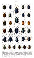 Chrysomelidés. Planche d'identification Reitter. Cliquer pour agrandir l'image.