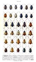 Chrysomelidés. Planche d'identification Reitter. Cliquer pour agrandir l'image.