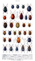 Chrysomelidés. Planche d'identification Reitter. Cliquer pour agrandir l'image.