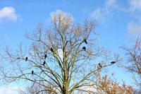 Corbeau freux. Corbeaux freu (et une corneille mantelée). Cliquer pour agrandir l'image.