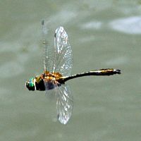 Cordulie bronzée. Côtes de Clermont. Cliquer pour agrandir l'image.