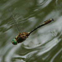Cordulie bronzée. Côtes de Clermont. Cliquer pour agrandir l'image.