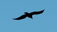 Corneille noire. Silhouette en vol, Puy des Gouttes. Cliquer pour agrandir l'image.