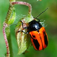 Cryptocephalus bipunctatus. Cheires de Côme. Cliquer pour agrandir l'image.