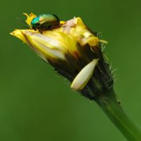 Cryptocephalus sericeus. Sauterre. Cliquer pour agrandir l'image.