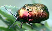 Cryptocephalus sericeus. Cliquer pour agrandir l'image.