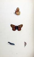 Damier du frêne. Planche d'identification Morris. Cliquer pour agrandir l'image.