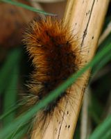 Écaille-martre. Chenille dernière mue, Cheires de Côme. Cliquer pour agrandir l'image.