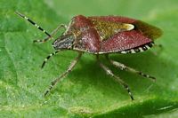Elasmucha grisea. Montchier. Cliquer pour agrandir l'image.