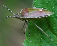 Elasmucha grisea. Montchier. Cliquer pour agrandir l'image.
