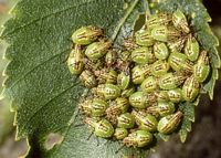 Elasmucha grisea. Juvéniles. Cliquer pour agrandir l'image.