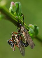 Empis marqueté. Accouplement, Puy des Gouttes. Cliquer pour agrandir l'image.