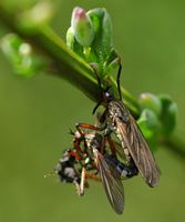 Empis marqueté. Accouplement, Puy des Gouttes. Cliquer pour agrandir l'image.