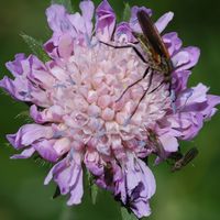 Empis marqueté. Sur scabieuse, Cheires de Côme. Cliquer pour agrandir l'image.
