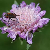 Empis marqueté. Sur scabieuse, Cheires de Côme. Cliquer pour agrandir l'image.