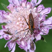 Empis marqueté. Sur scabieuse, Cheires de Côme. Cliquer pour agrandir l'image.