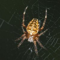 Epeire diadème. Cliquer pour agrandir l'image.