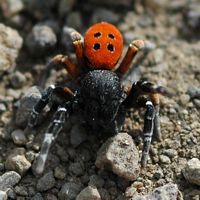 Érése noire. Côtes de Clermont. Cliquer pour agrandir l'image.