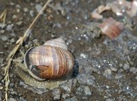 Escargot de Bourgogne. Blesse, Côtes de Clermont. Cliquer pour agrandir l'image.