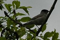 Fauvette à tête noire. Dans un frêne, Villars. Cliquer pour agrandir l'image.