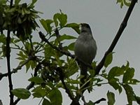 Fauvette à tête noire. Dans un frêne, Villars. Cliquer pour agrandir l'image.