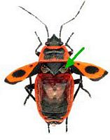 Gendarme. Cliquer pour agrandir l'image.