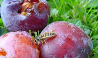 Guêpe commune. Sur prunes. Cliquer pour agrandir l'image.