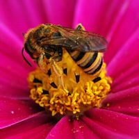 Halictus sexcinctus. Vue latéro-dorsale, sur cosmos, Chamalières. Cliquer pour agrandir l'image.