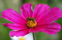 Halictus sexcinctus. Vue latéro-dorsale, sur cosmos, Chamalières. Cliquer pour agrandir l'image.