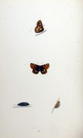Lucine. Planche d'identification Morris. Cliquer pour agrandir l'image.