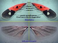 Lygeidés. Ailes. Cliquer pour agrandir l'image.