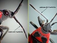 Lygeidés. Antennes et rostres. Cliquer pour agrandir l'image.
