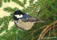 Mésange noire. Huile. Cliquer pour agrandir l'image.