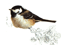 Mésange noire. Dessin. Cliquer pour agrandir l'image.