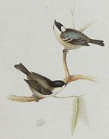 Mésange noire. Dessin. Cliquer pour agrandir l'image.