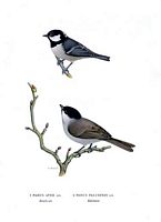 Mésange noire. Planche d'identification von Wright. Cliquer pour agrandir l'image.