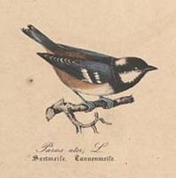 Mésange noire. Dessin. Cliquer pour agrandir l'image.
